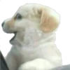 Perritos 1.0 19