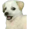 Perritos 1.0 20