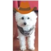 Perritos 1.0 22