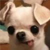 Perritos 2.0 17