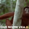 monitos 23