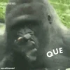 monitos 26