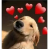 Perritos 1.0 23