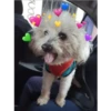 Perritos 1.0 24