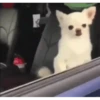 Perros Animados 3 24