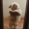 Perritos 2.0 20