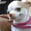 Perritos 2.0 21