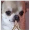 Perritos 2.0 22