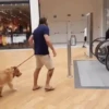 Perros Animados 3 25