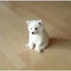 Perritos 2.0 24