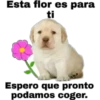 Perritos 1.0 27