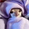 Perritos 2.0 26