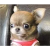 Perritos 2.0 27