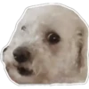 Perritos 1.0 28