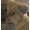 Perritos 2.0 28