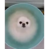 Perros Animados 3 27