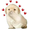 Perritos 1.0 30