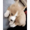 Perros Animados 3 29
