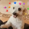 Perritos 2.0 29