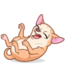 [CHIHUAHUA] ️ ️ 9