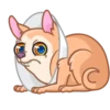 [CHIHUAHUA] ️ ️ 11