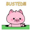 Naughty pig  .MOV 13