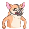 [CHIHUAHUA] ️ ️ 13