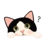 2Gato tierno mov 22