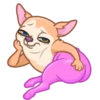 [CHIHUAHUA] ️ ️ 14
