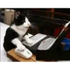 GATITOS GRACIOSOS 5