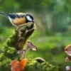 Animales 1 Movi 10