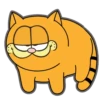 Cats 13