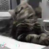 GATITOS GRACIOSOS 6