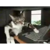 GATITOS GRACIOSOS 7