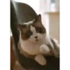 GATITOS GRACIOSOS 8
