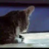 GATITOS GRACIOSOS 9