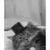 GATITOS GRACIOSOS 10