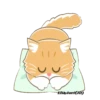 Orange CatMovi 16