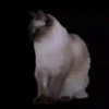 GATITOS GRACIOSOS 11