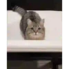 GATITOS GRACIOSOS 12