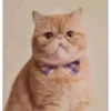 GATITOS GRACIOSOS 13