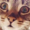 GATITOS GRACIOSOS 15