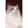 GATITOS GRACIOSOS 16