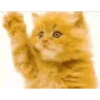 GATITOS GRACIOSOS 17