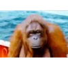 MONOS 22