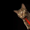 GATITOS GRACIOSOS 18