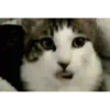 GATITOS GRACIOSOS 19