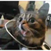 GATITOS GRACIOSOS 20