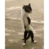 GATITOS GRACIOSOS 21