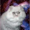 GATITOS GRACIOSOS 22